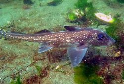 This is a spotted ratfish that just happened by in 10' of... by David Mcnair 